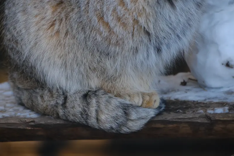 ポッター・パーク動物園のパジの写真