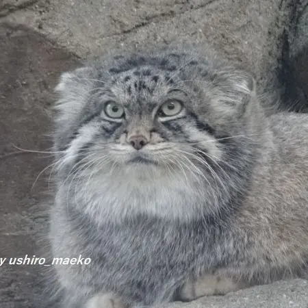 神戸市立王子動物園のイーリスの写真