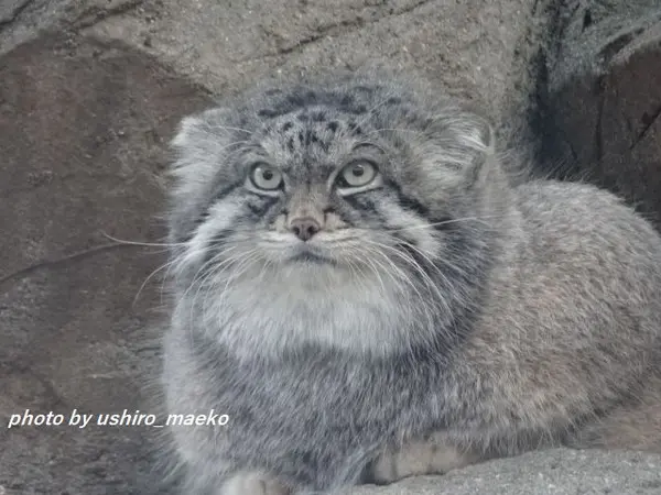 神戸市立王子動物園のイーリスの写真