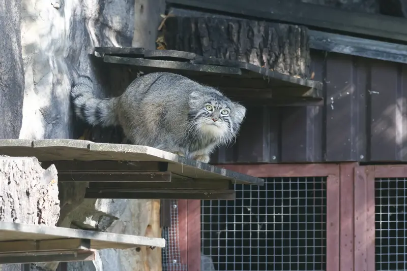 モスクワ動物園のティモフェイの写真
