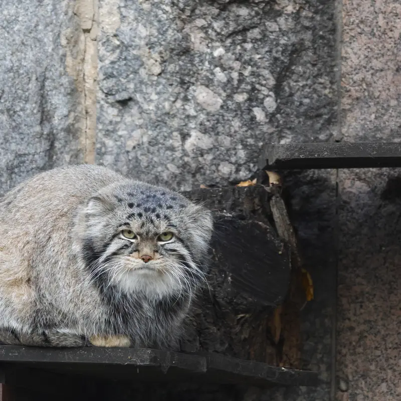 モスクワ動物園のティモフェイの写真