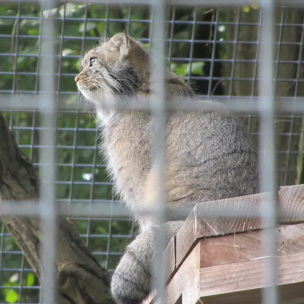 ザールブリュッケン動物園のカール・ハインツの写真