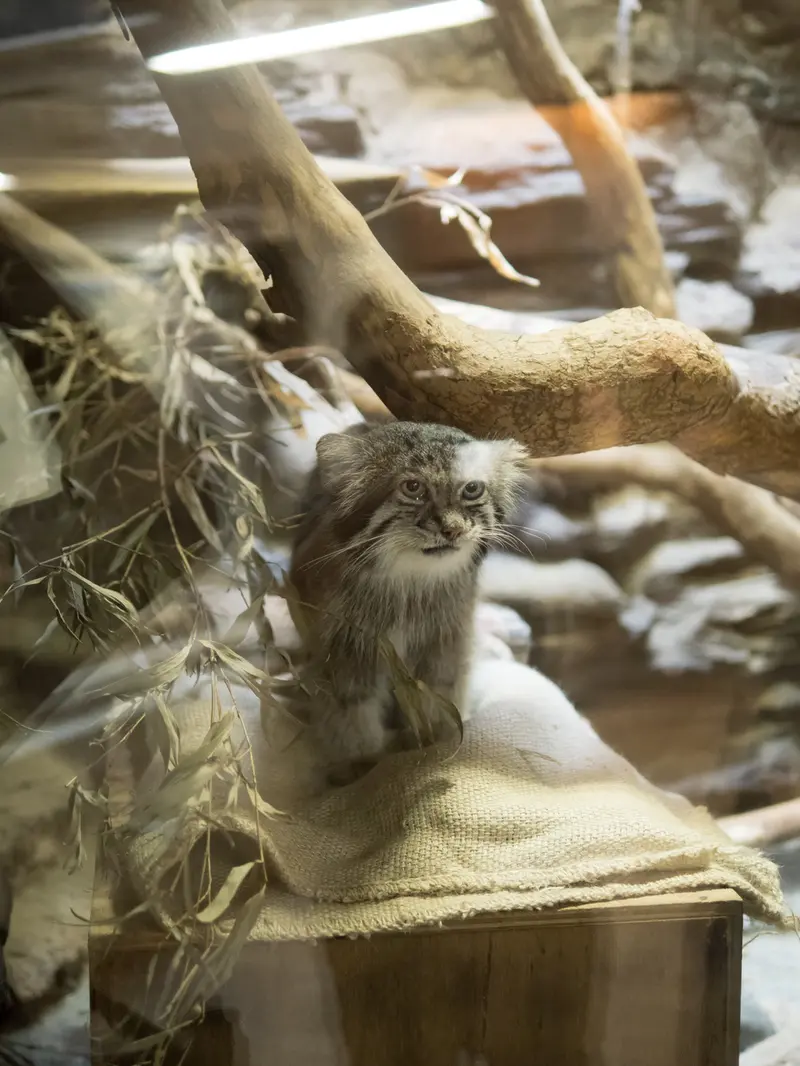 恩賜上野動物園のクリョンの写真
