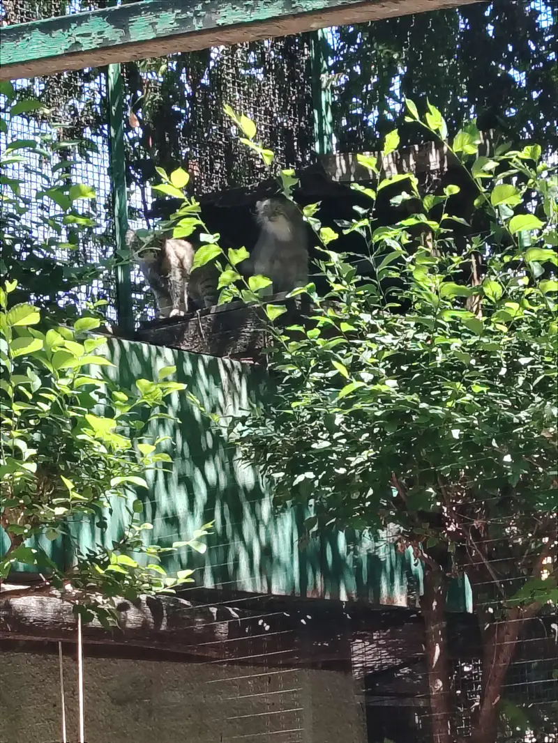 ブダペスト動物園・植物園のルーシーとボリス Ⅱの写真