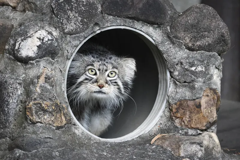モスクワ動物園のティモフェイの写真