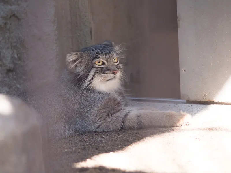 野毛山動物園のフィーガの写真