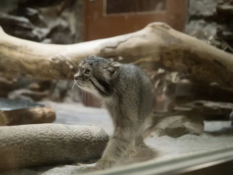 恩賜上野動物園のクリョンの写真