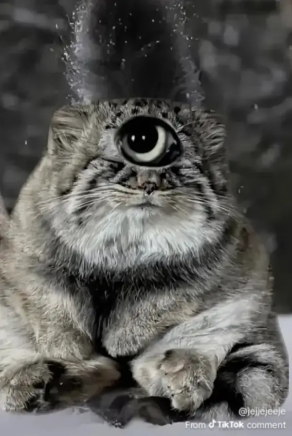 マヌルネコの写真