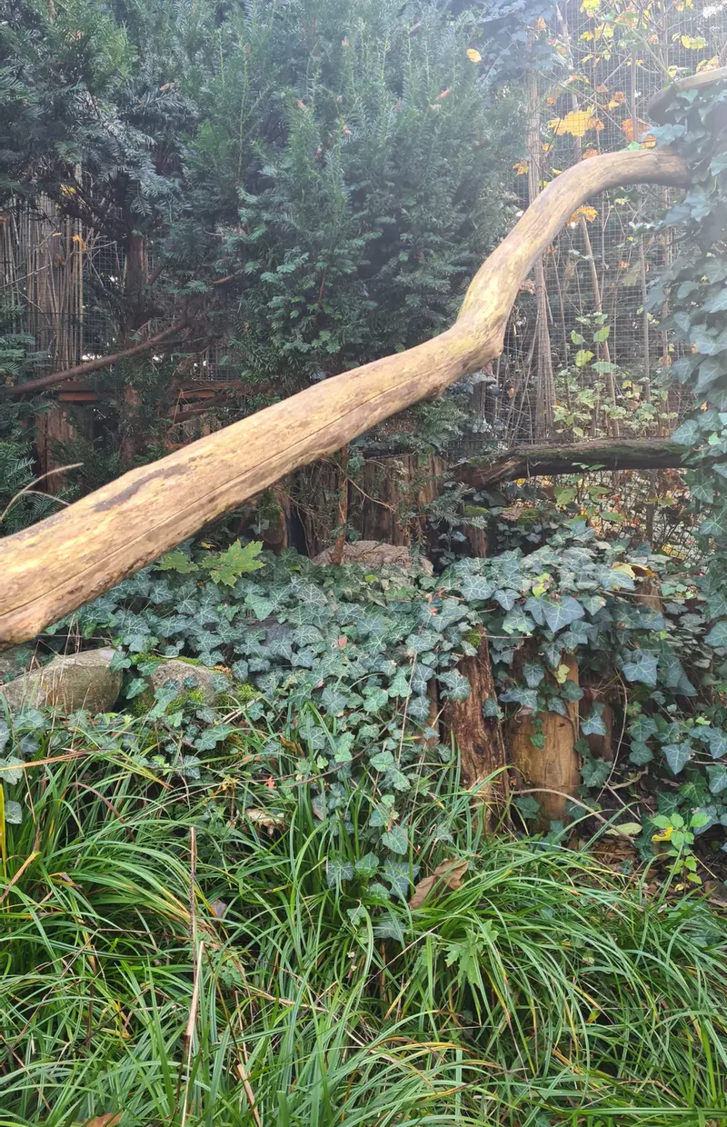 デッサウ動物園のデルスの写真