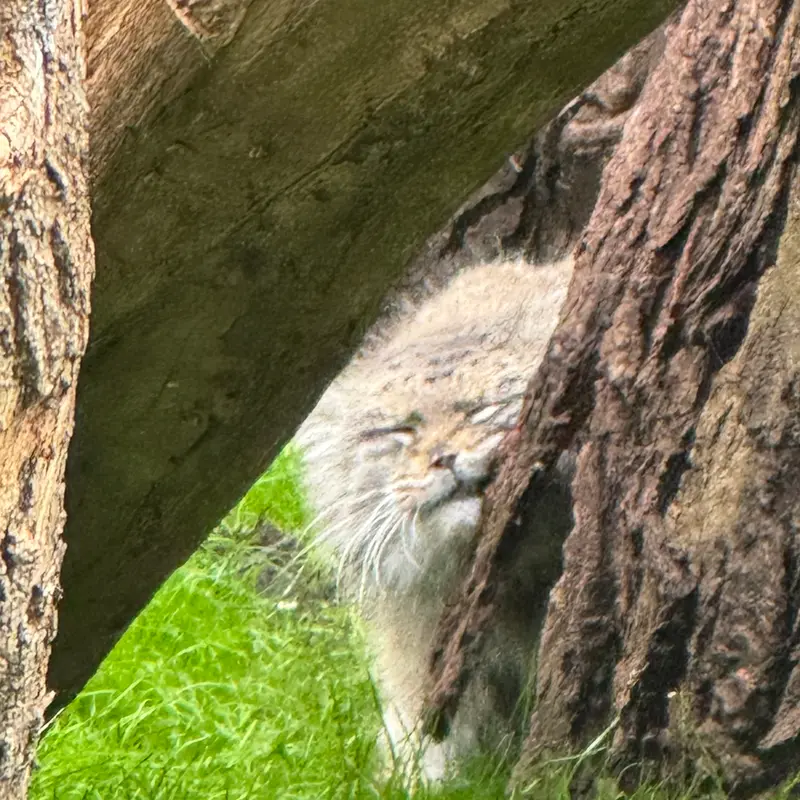 ワルシャワ動物園のジェシーの写真