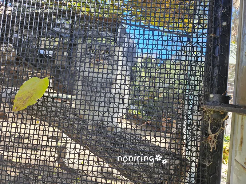 プエブロ動物園のオリーブの写真