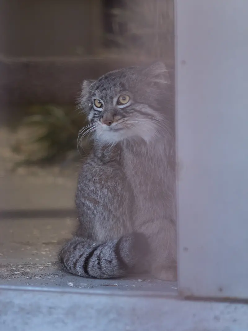 野毛山動物園のフィーガの写真