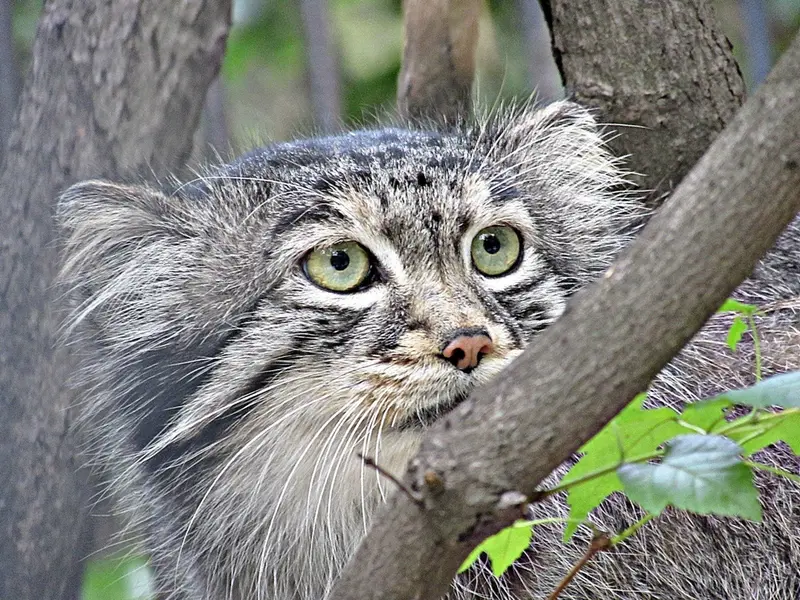 ノヴォシビルスク動物園のマヌルネコの写真