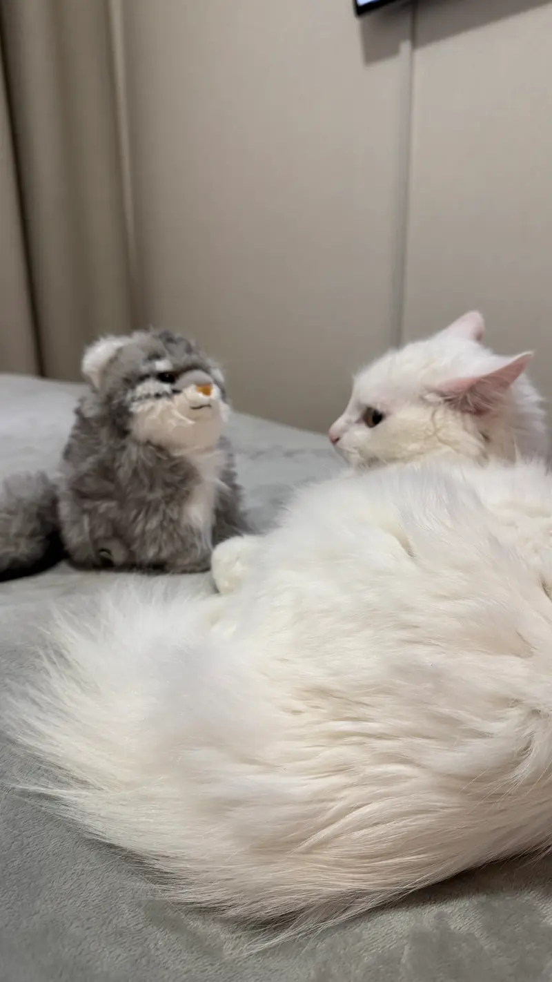 マヌルネコの写真