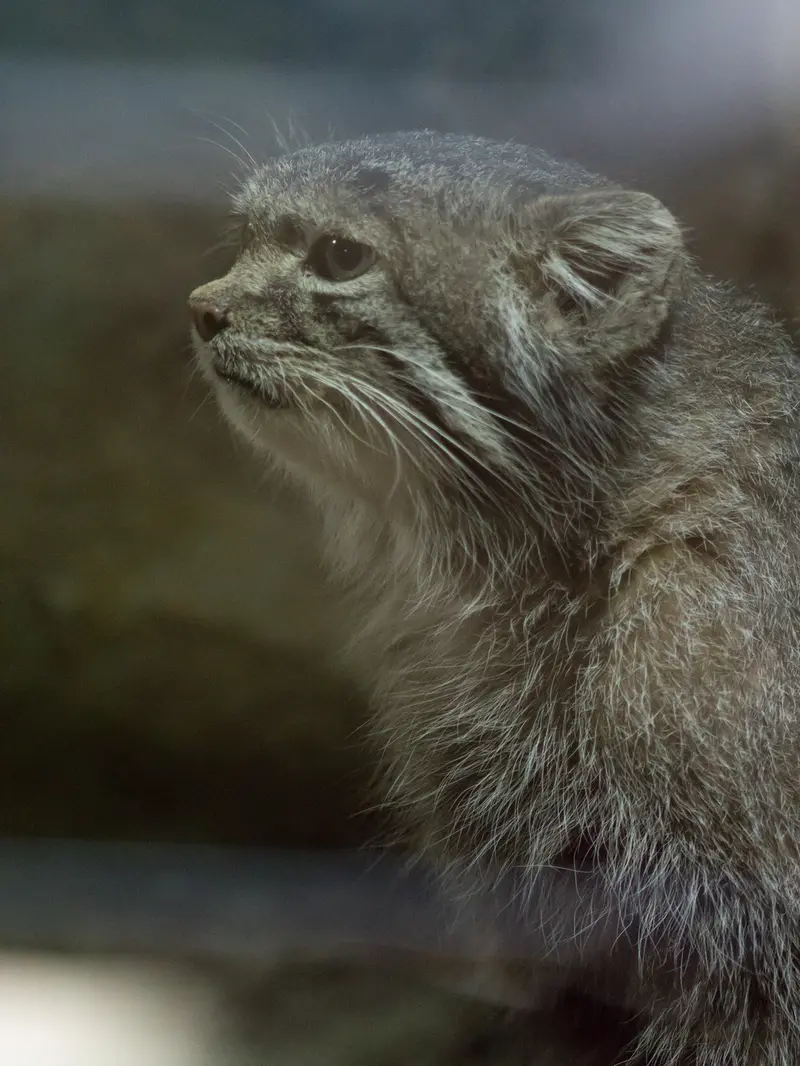 恩賜上野動物園のクリョンの写真