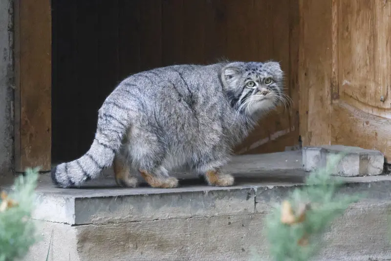 モスクワ動物園のティモフェイの写真