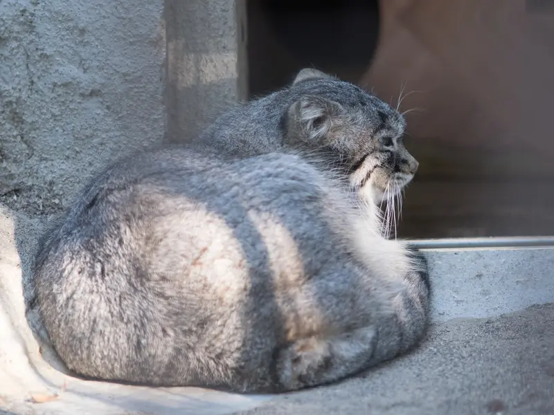 野毛山動物園のフィーガの写真