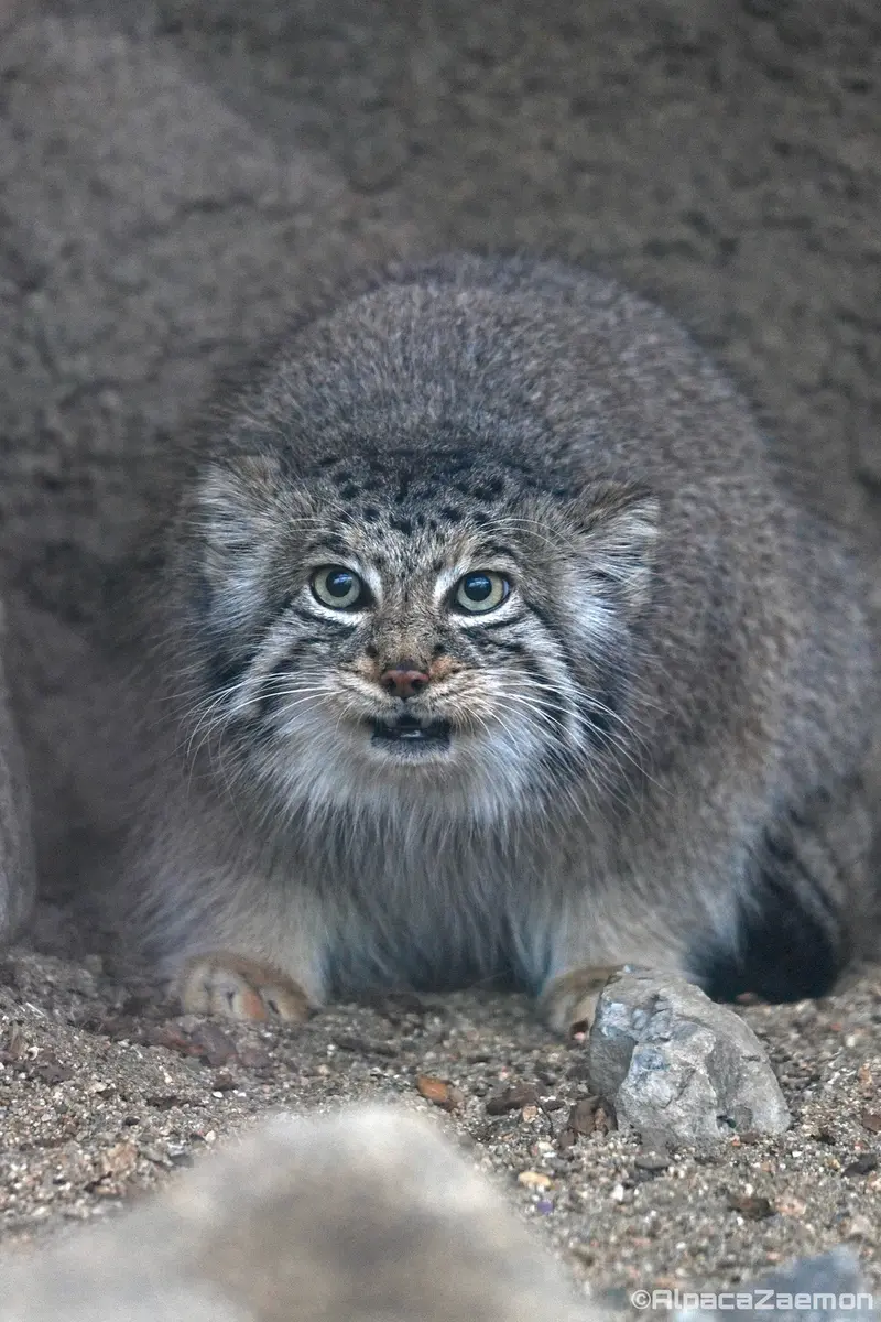 神戸どうぶつ王国のアズの写真