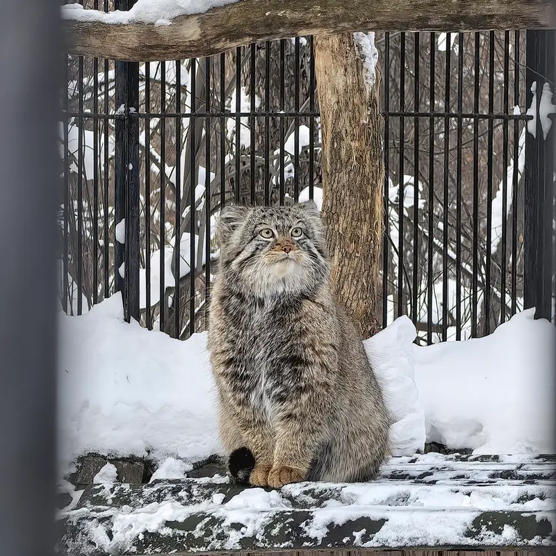 ノヴォシビルスク動物園のシルヴェスターの写真