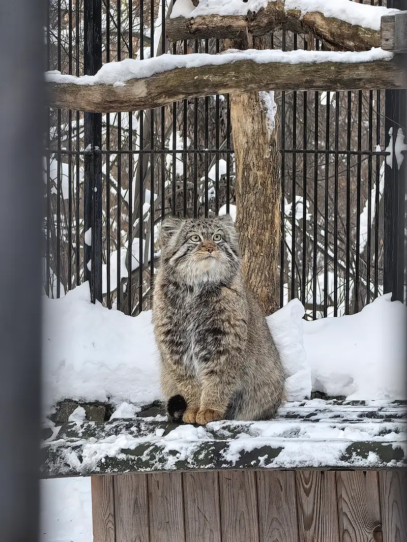 ノヴォシビルスク動物園のシルヴェスターの写真