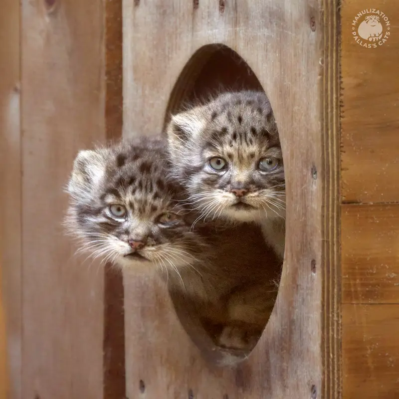 ノヴォシビルスク動物園のロロの息子 b.2026 Ⅱとロロの娘 b.2026 Ⅰの写真