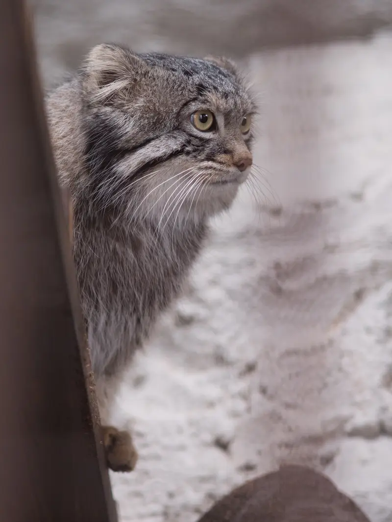 野毛山動物園のフィーガの写真
