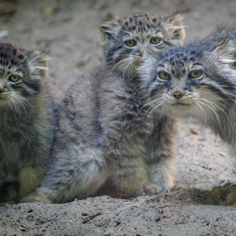 ノヴォシビルスク動物園のロロ、ロロの娘 b.2026 Ⅰとロロの息子 b.2026 Ⅱの写真