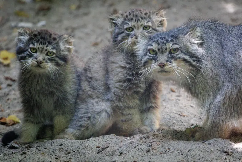 ノヴォシビルスク動物園のロロ、ロロの娘 b.2026 Ⅰとロロの息子 b.2026 Ⅱの写真