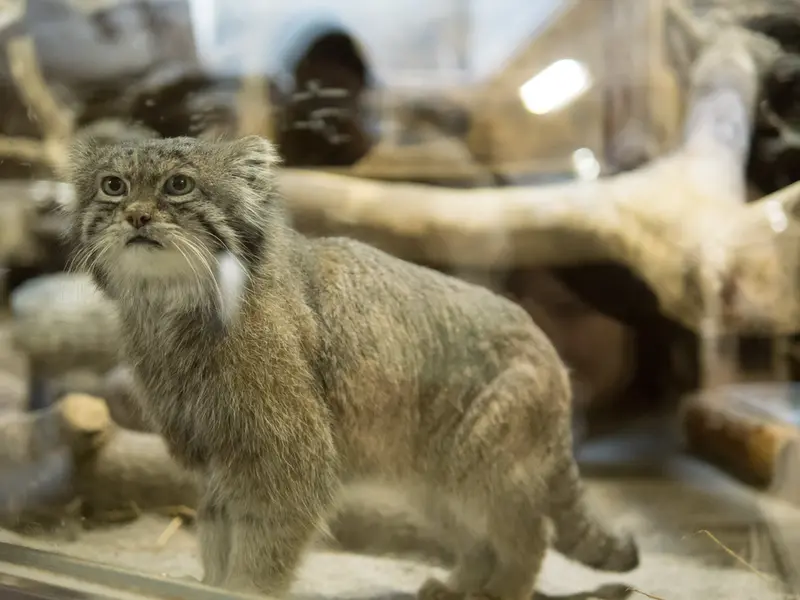 恩賜上野動物園のクリョンの写真