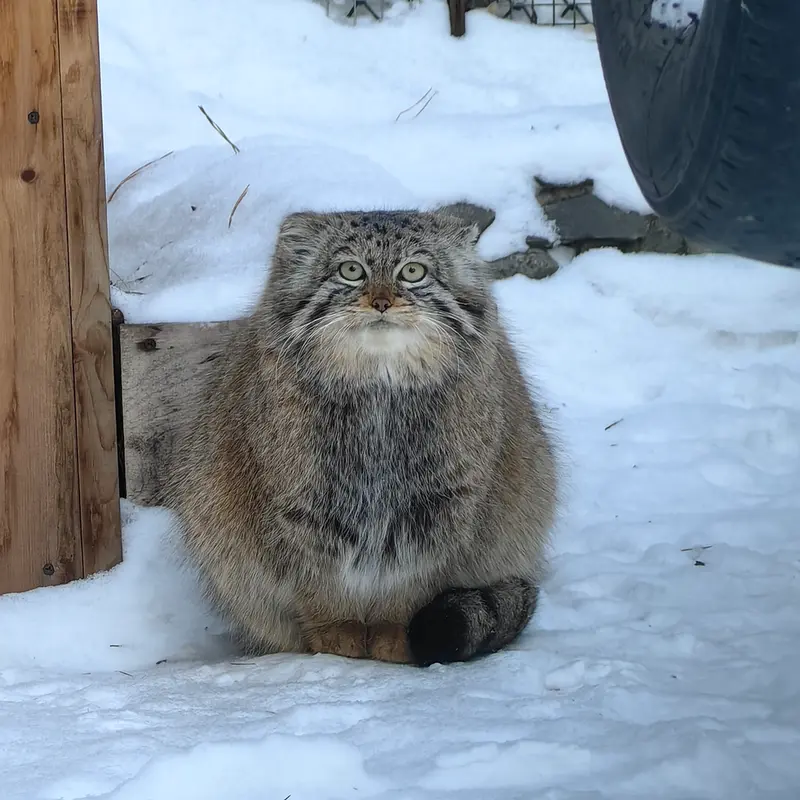 ノヴォシビルスク動物園のヴィオレッタの写真