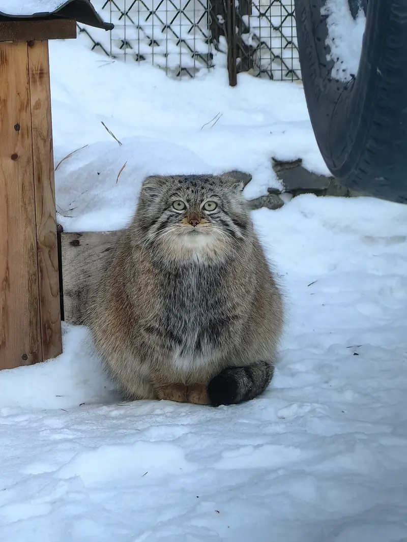 ノヴォシビルスク動物園のヴィオレッタの写真