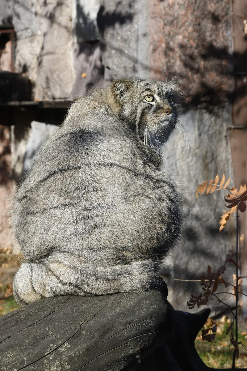 モスクワ動物園のティモフェイの写真