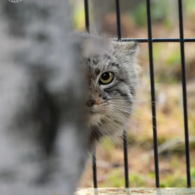 クラクフ動物園のツァスの写真