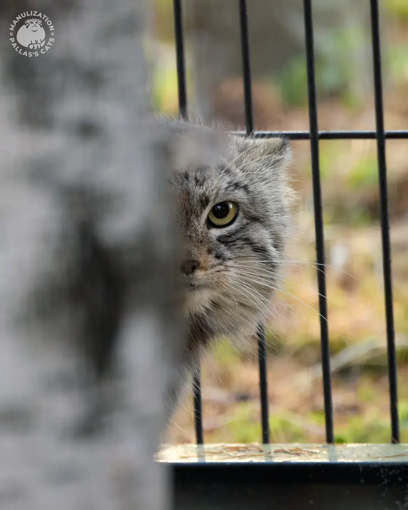 クラクフ動物園のツァスの写真