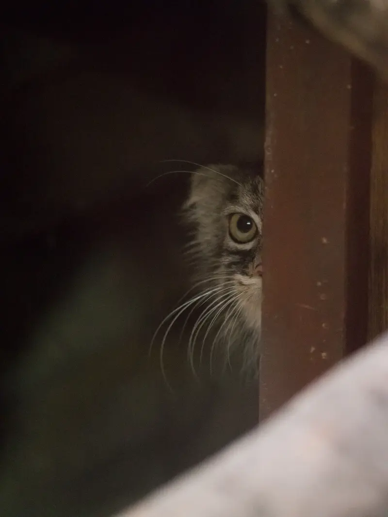 恩賜上野動物園のサフランの写真