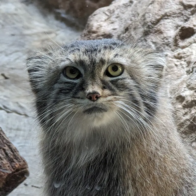 バーミンガム動物園のミーシャの写真