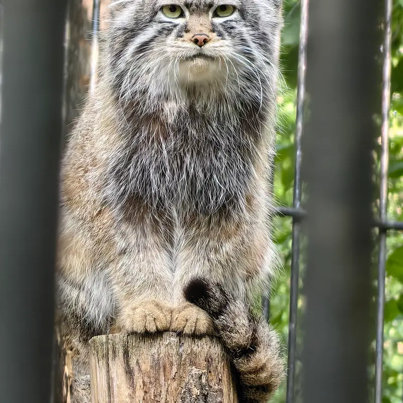 ノヴォシビルスク動物園のシルヴェスターの写真