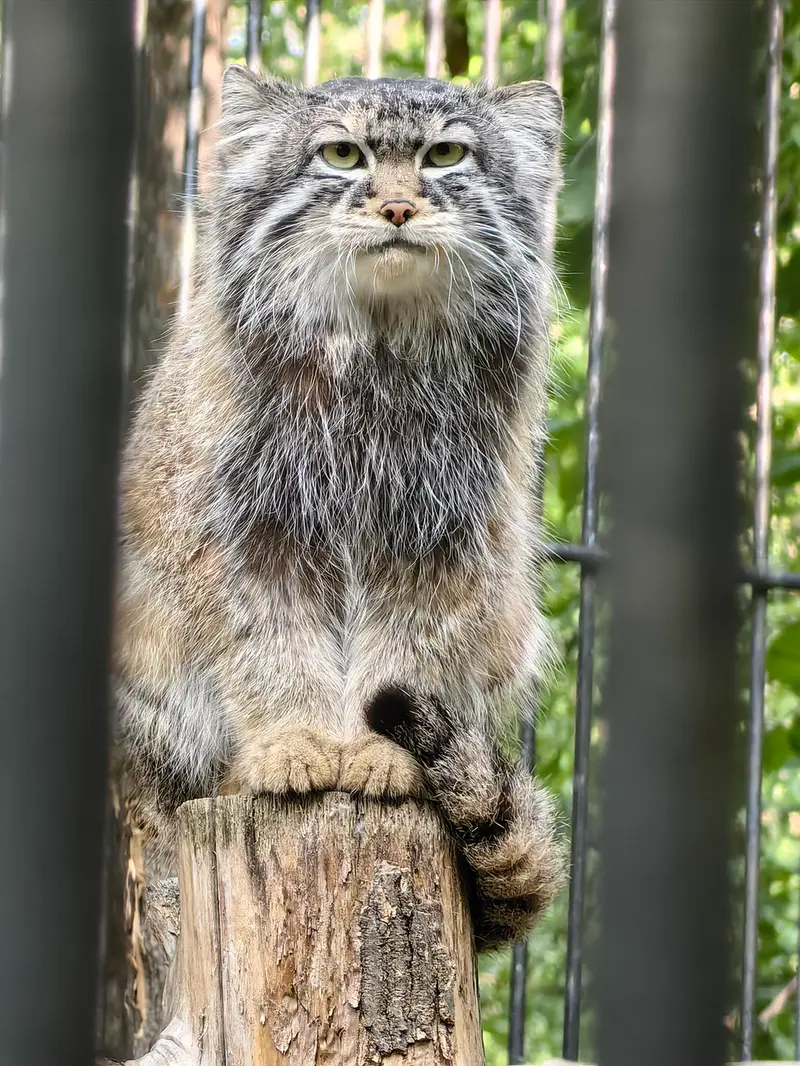 ノヴォシビルスク動物園のシルヴェスターの写真