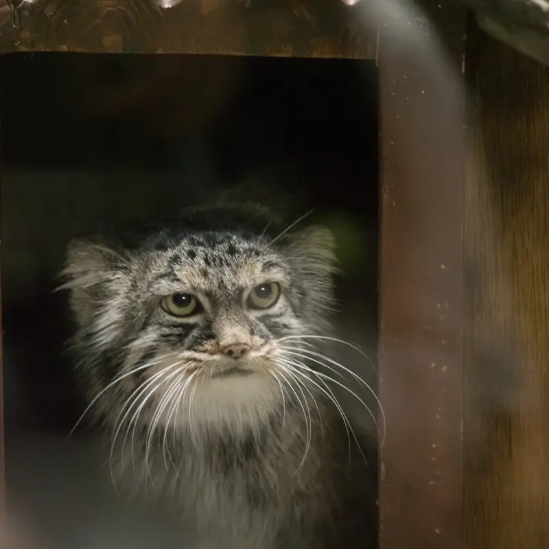 恩賜上野動物園のサフランの写真