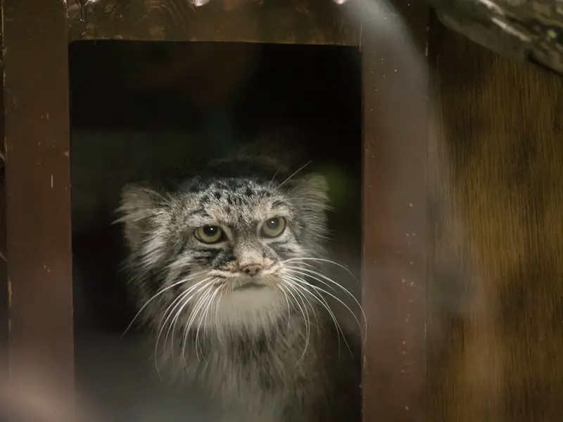 恩賜上野動物園のサフランの写真