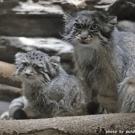 恩賜上野動物園のララーとタビーの写真