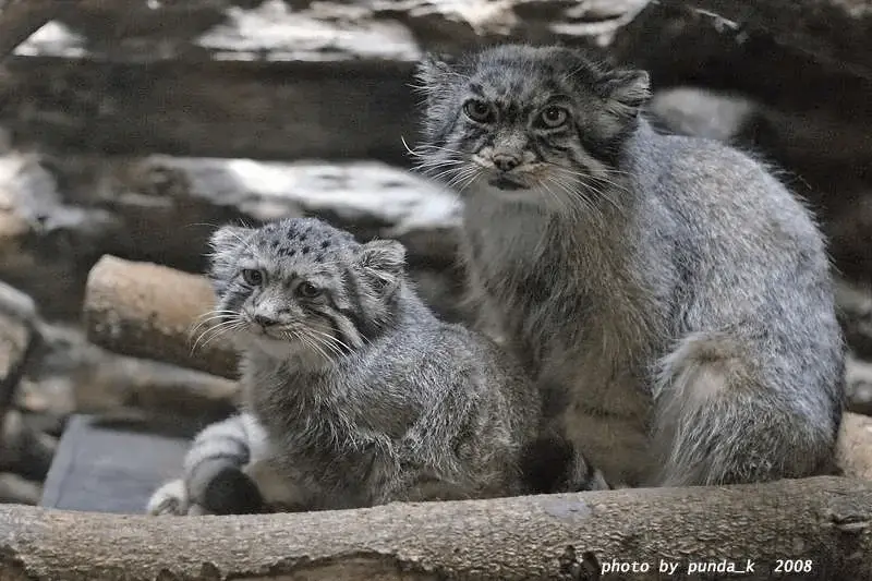 恩賜上野動物園のララーとタビーの写真