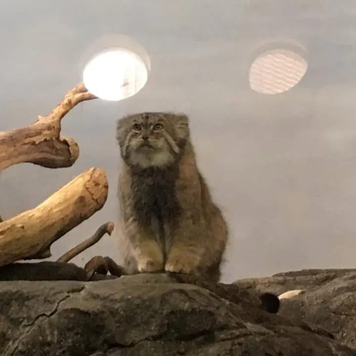 プロスペクト・パーク動物園のボリスの写真