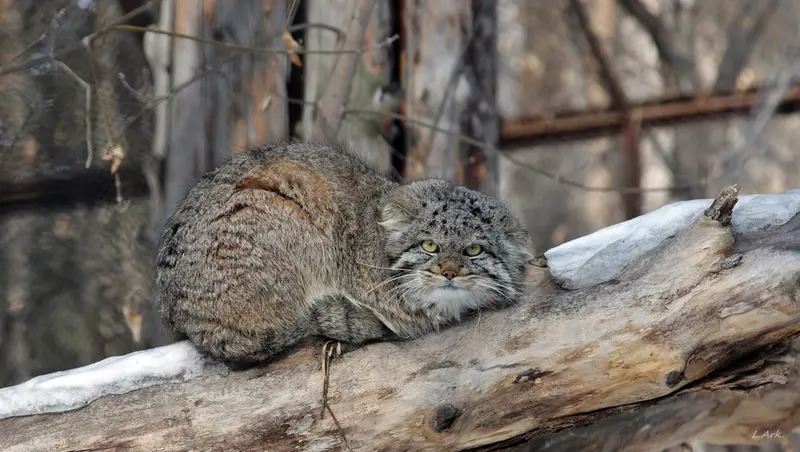 ノヴォシビルスク動物園のクリョンの写真