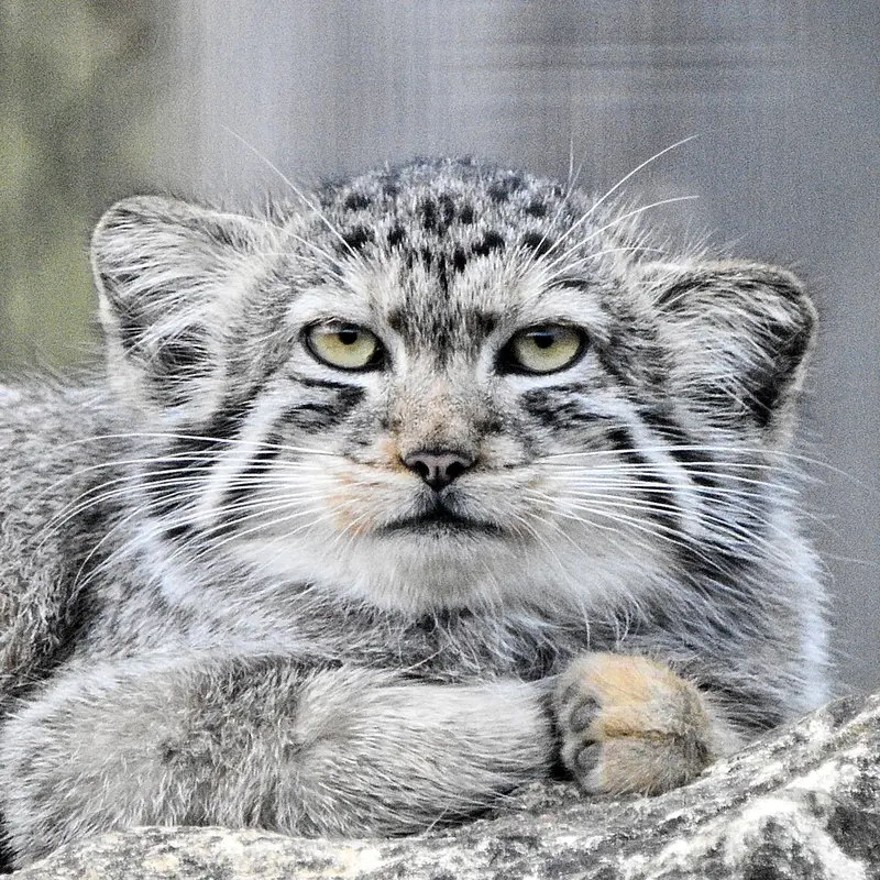 バナム動物園のマヌルネコのザヤ