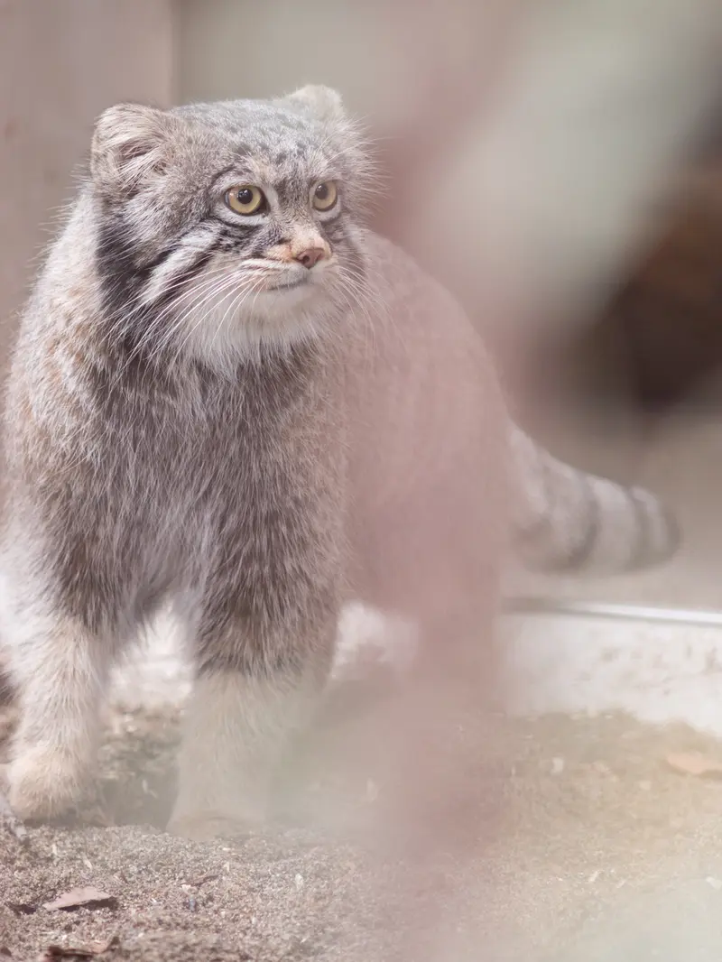 野毛山動物園のフィーガの写真