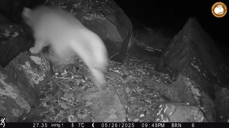 キイクバイカメラトラップで撮影したOtocolobus manul manulの写真