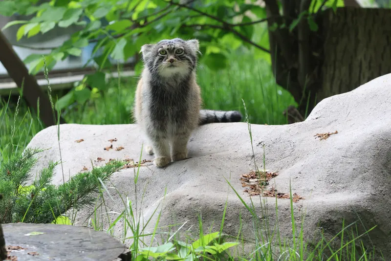 モスクワ動物園のティモフェイの写真
