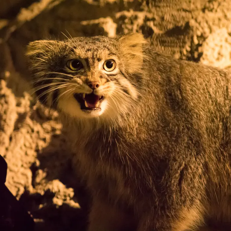 野毛山動物園のフィーガの写真