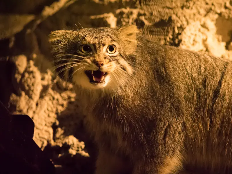 野毛山動物園のフィーガの写真